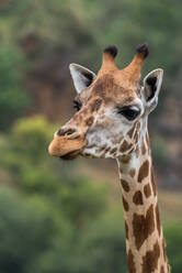 Nahaufnahme des Kopfes der liebenswerten wilden Giraffe mit braunen Flecken stehen gegen unscharfe grüne Bäume in der Natur - ADSF19630