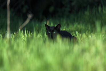 Aufmerksame, wachsame, schwarze, kurzhaarige Katze, die auf einer Sommerwiese im grünen Gras steht - ADSF19632