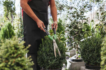 Unbekannter Mann mit Gartenschere schneidet grünen Buxus im Topf bei der Arbeit im Gewächshaus - ADSF19633