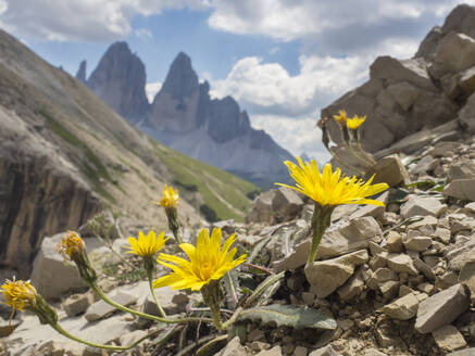 Blühender Löwenzahn in den Sextner Dolomiten (Papaver alpinum) - HUSF00173