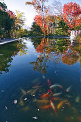 Koi-Teich im Herbstpark - KNTF06033