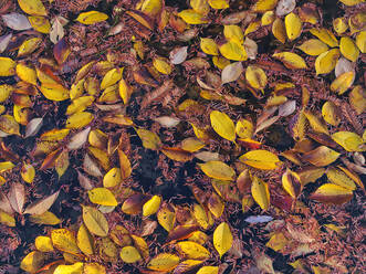 Gefallene Herbstblätter schwimmen im Teich - KNTF06037