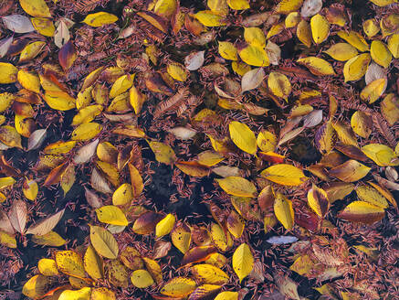 Fallen autumn leaves floating in pond - KNTF06037