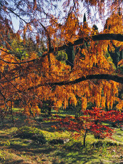 Bäume im herbstlichen Park - KNTF06038