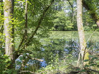 Ein Fluss fließt durch einen grünen Frühlingswald - HUSF00178