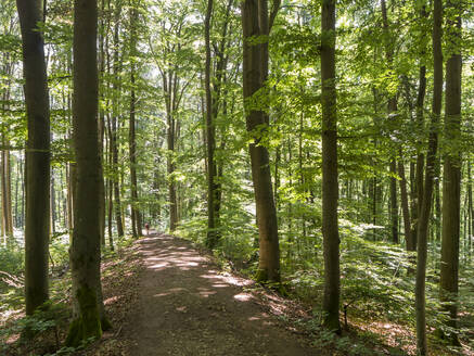 Footpath in green springtime forest - HUSF00179