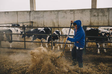 Junger Bauer, der Kühe im Stall mit Stroh füttert - ACPF00978