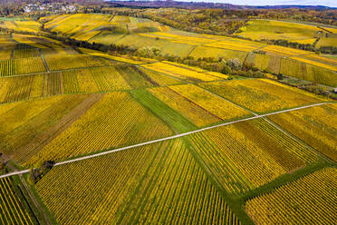 Deutschland, Hessen, Oestrich-Winkel, Blick aus dem Hubschrauber auf gelbe Weinberge im Herbst - AMF08903