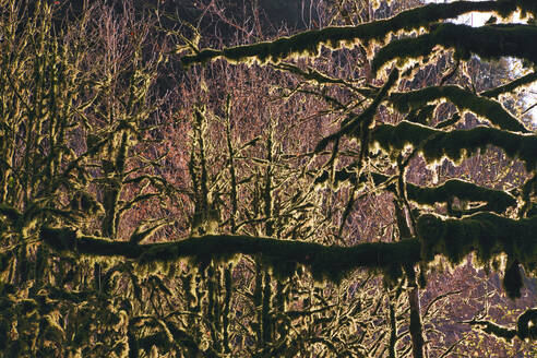 Moosbewachsene Waldbäume im Ritsa-Relikt-Nationalpark - KNTF06061
