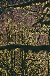 Moss covered forest trees in Ritsa Relict National Park - KNTF06062