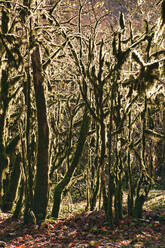 Moss covered forest trees in Ritsa Relict National Park - KNTF06063