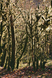 Moosbewachsene Waldbäume im Ritsa-Relikt-Nationalpark - KNTF06063