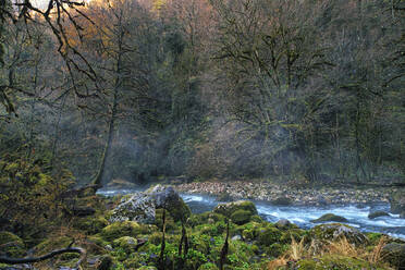 Der Fluss Lupshara fließt an moosbewachsenen Felsen im Ritsa Relict National Park vorbei - KNTF06065