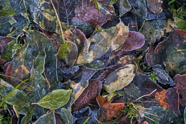 Fallen autumn leaves covered in frost - KNTF06066