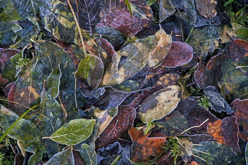 Gefallene Herbstblätter, bedeckt mit Frost - KNTF06066