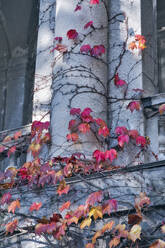 Efeu wächst im Herbst an der Architektur im Park - KNTF06068