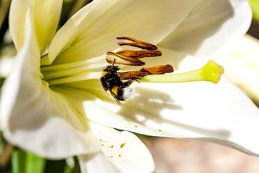 Biene beim Fressen von Pollen einer weiß blühenden Blume - EGBF00556