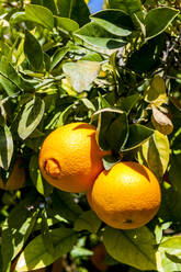 Ripe oranges growing on orange tree - EGBF00559