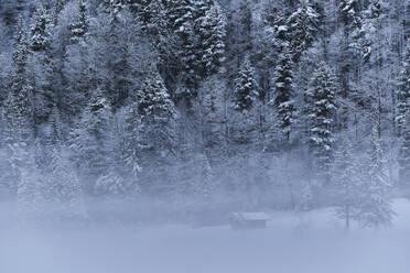 Schneebedeckte Bäume im Wald bei nebligem Wetter - MRF02411