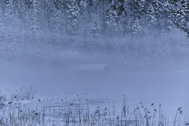Schneebedeckte Bäume durch Nebel gesehen - MRF02412