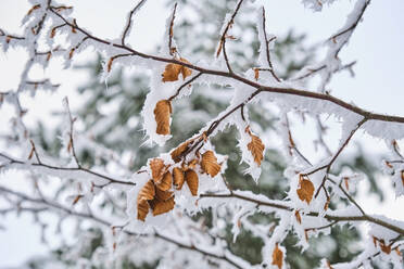 Baumzweige im Wald mit Schnee bedeckt - MRF02423