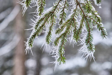 Mit Schnee bedeckte Tannenränder im Wald - MRF02429