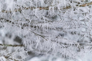 Eis auf kahlem Baum im Wald im Winter - MRF02430