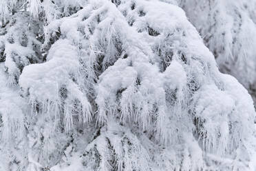 Gefrorene Tanne im Wald im Winter - MRF02432