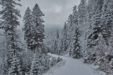 Pathway leading in forest surrounded by trees during winter - MRF02433