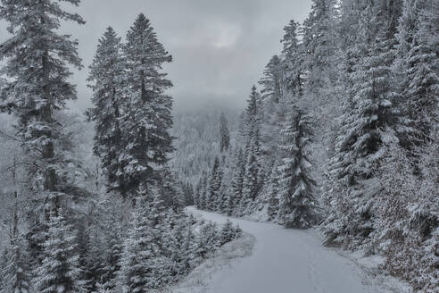 Weg im Wald, umgeben von Bäumen im Winter - MRF02433