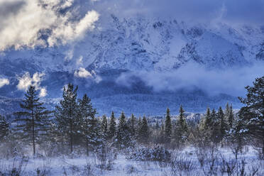 Fir trees in forest against snowcapped mountains - MRF02438