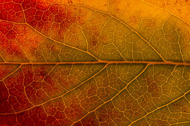 Macro background of colorful autumn dry leaf - ADSF19667