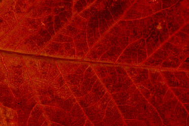 Macro background of colorful autumn dry leaf - ADSF19668