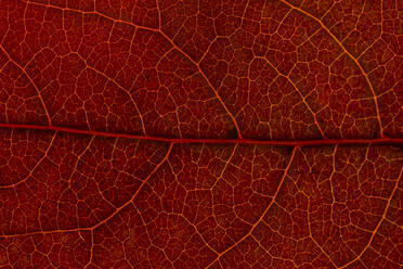 Macro background of colorful autumn dry leaf - ADSF19669