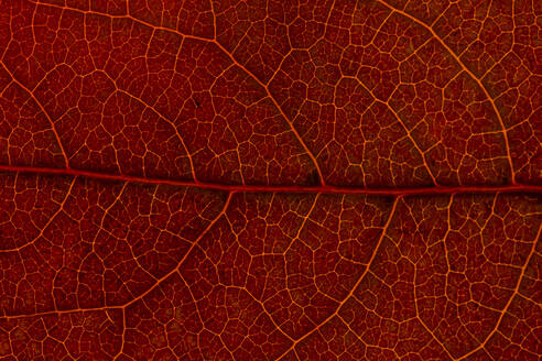 Makro Hintergrund der bunten Herbst trockenes Blatt - ADSF19669