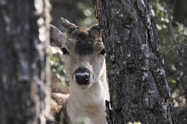 Wilder Damhirsch mit Hörnern steht im Wald zwischen Sträuchern und Bäumen an einem sonnigen Tag - ADSF19707