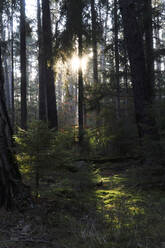 Wald bei Sonnenuntergang - JTF01762