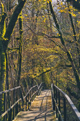 Empty boardwalk in mossy forest - KNTF06087