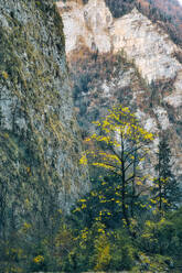 Steile Klippen im Ritsa Relict National Park - KNTF06110