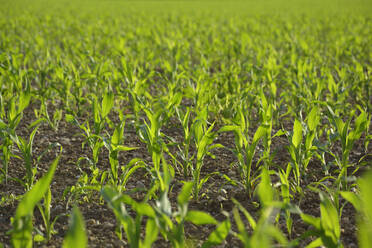 Junger Mais auf einem Feld - AXF00859