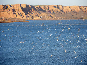 Large flock of seagulls flying over Tagus River, Spain - DSGF02354