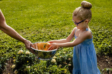 Mädchen mit Brille, das eine Tomate in eine von der Großmutter gehaltene Schüssel legt - AWAF00015
