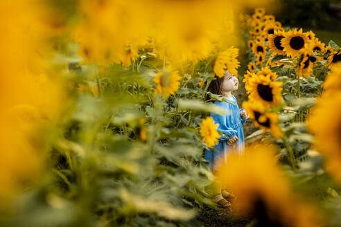 Kleines Mädchen steht allein im Sonnenblumenfeld - AWAF00017