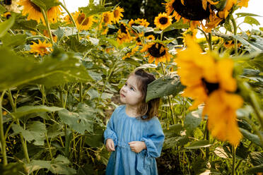 Kleines Mädchen steht allein im Sonnenblumenfeld - AWAF00018