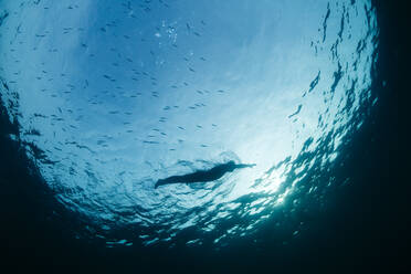 Silhouette eines Mannes, der im Meer zwischen Fischen taucht - JRFF05000