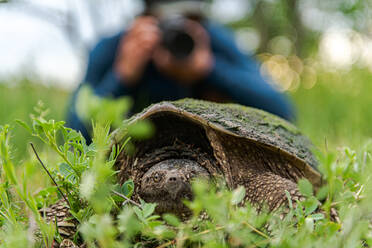 Schildkröte, Fotograf im Hintergrund, Ontario, Kanada - ISF24329