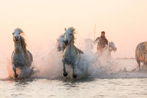 Weiße Pferde, die durch Wasser laufen, Camargue, Frankreich - MINF15531