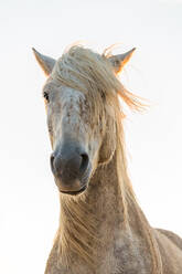 Nahaufnahme eines weißen Pferdes, Camargue, Frankreich - MINF15532