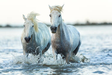 White horses running through water, The Camargue, France - MINF15535