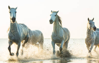 White horses running through water, The Camargue, France - MINF15536